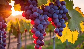 Vine grapes on tree at sunset